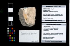 Foto (Objekt + Etikett) von Gastrosacus eminens (Blaschke 1911)  (NHMW-GEO-1990-0041-4385)